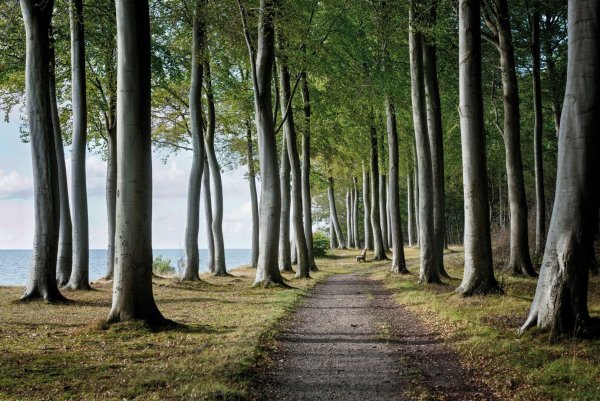 Картинки леса Бич