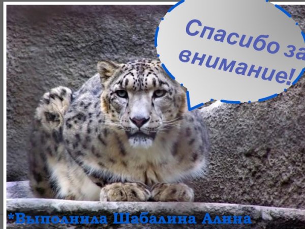 Спасибо за внимание с Барсом