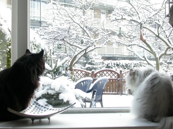 Зима за окном