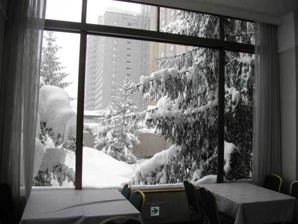 Зимний лес из окна