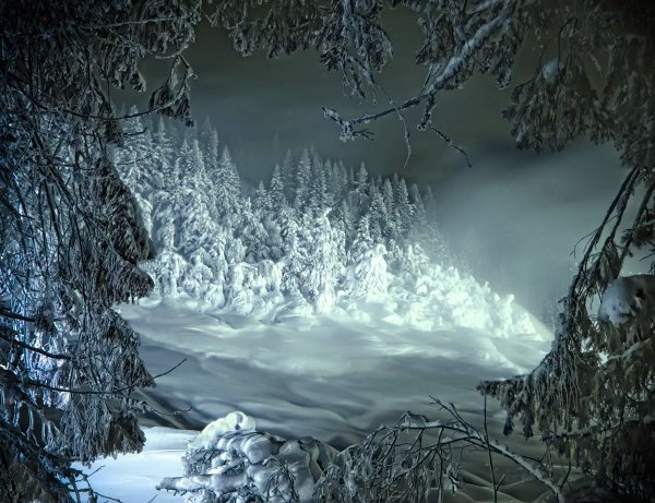Ледяной лес