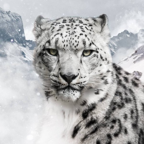 Тотем Ирбис снежный Барс