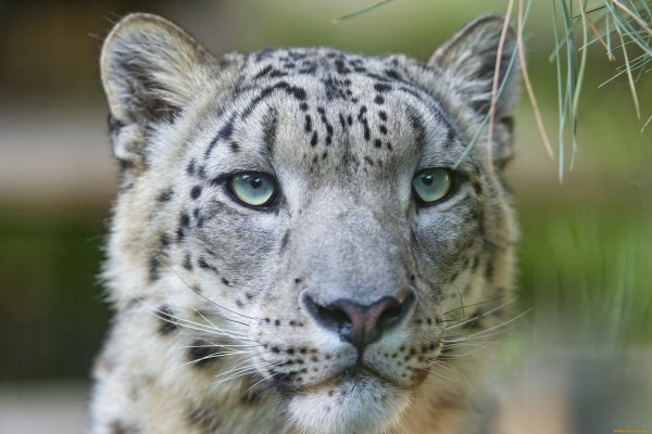 Снежный Барс Ирбис морда