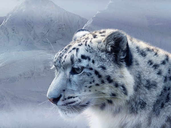 Снежный Барс Тыва