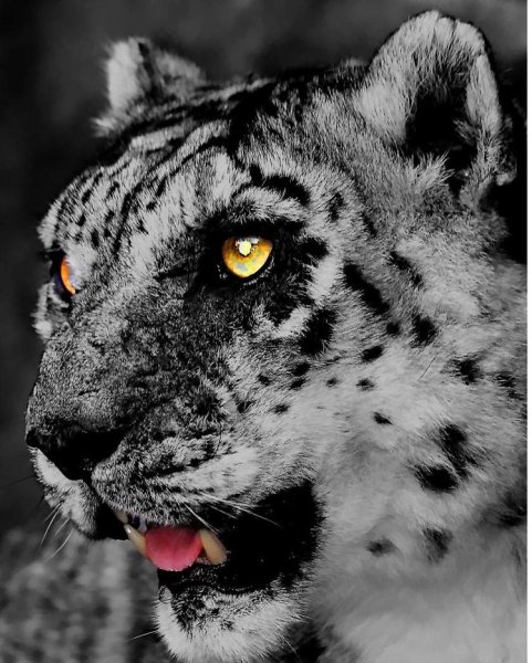 - Снежный Барс (Panthera uncia черный