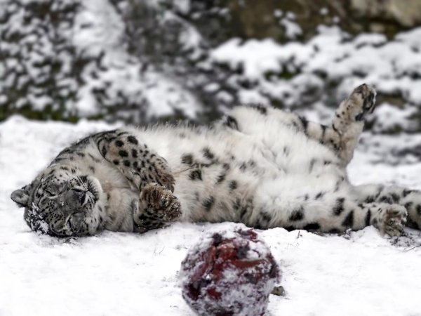 Снежный Барс маскировка