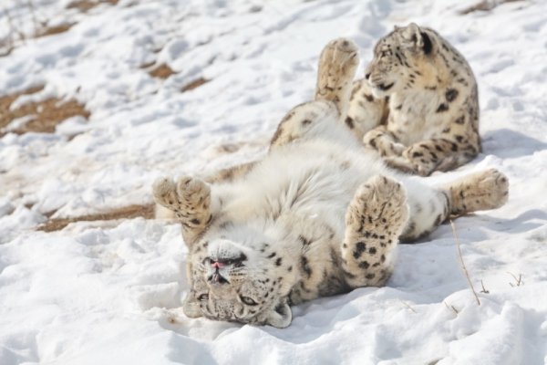 Снежный Барс катается с горки