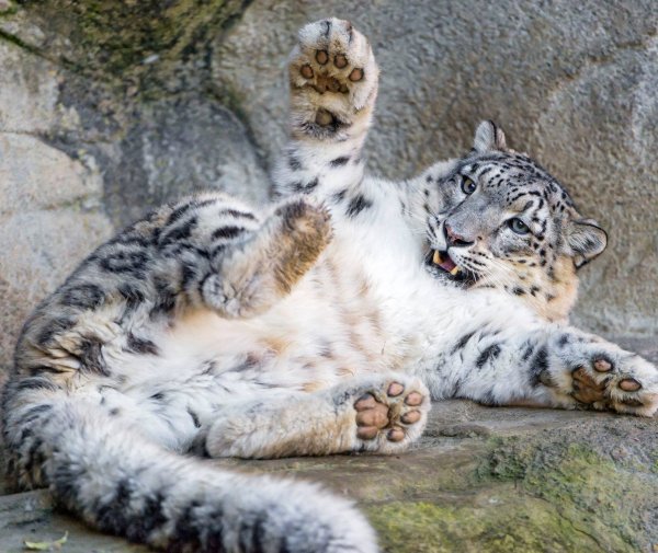 Лапа ирбиса