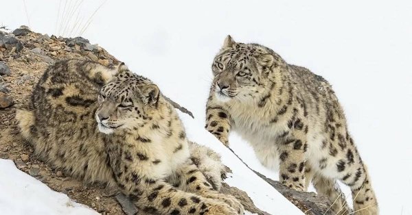 Катунский заповедник снежный Барс