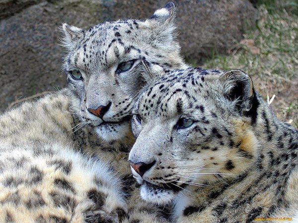 Ирбис семья