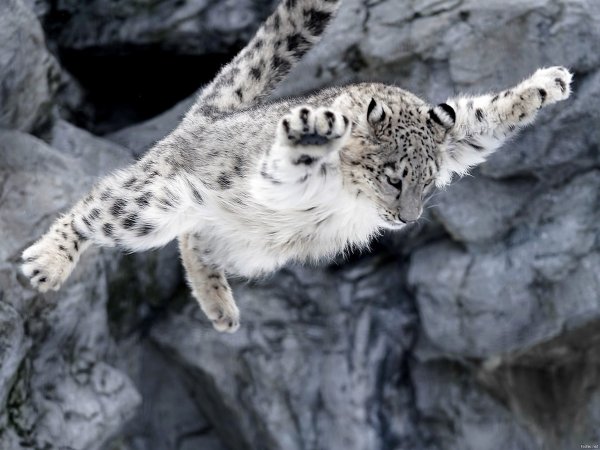 Снежный Барс, он же Ирбис