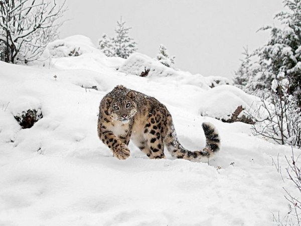 Снежный Барс Ирбис зимой