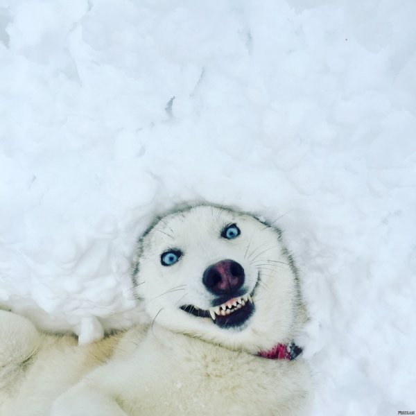 Доброе утро зимнее прикольное