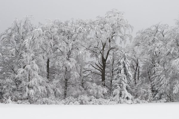Зимний лес рисунок