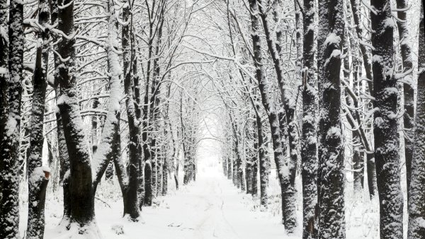 Белый лес