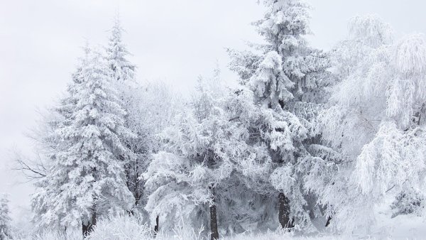 Зимний лес сугробы
