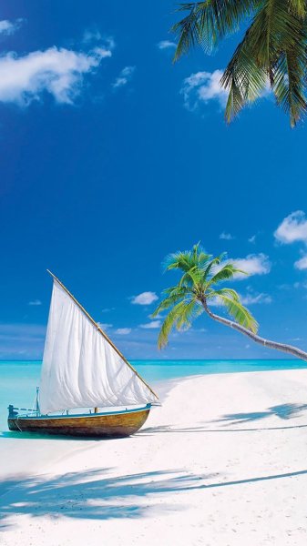 Море пальмы