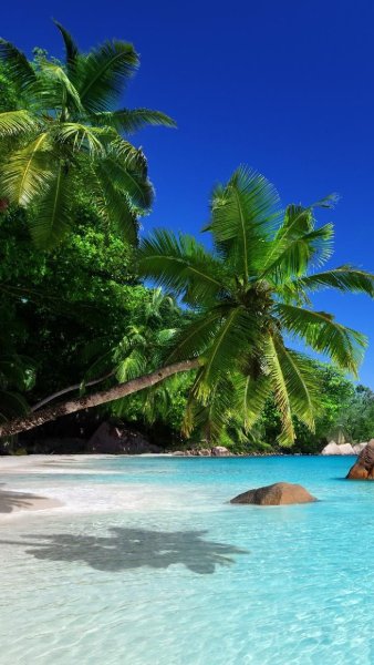 Баннер с морем и пальмами