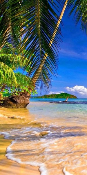 Море пальмы