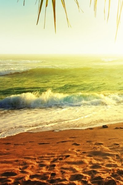 Красивые пальмы