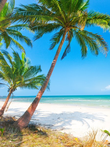 Пляж и песок Пальма высокого