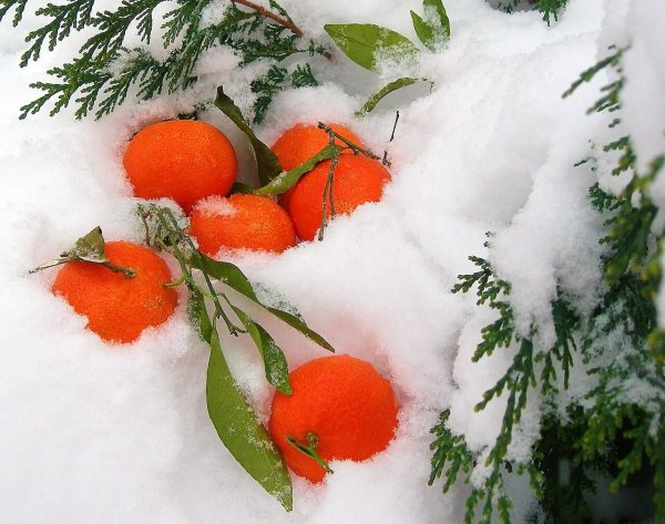 Мандарины на снегу