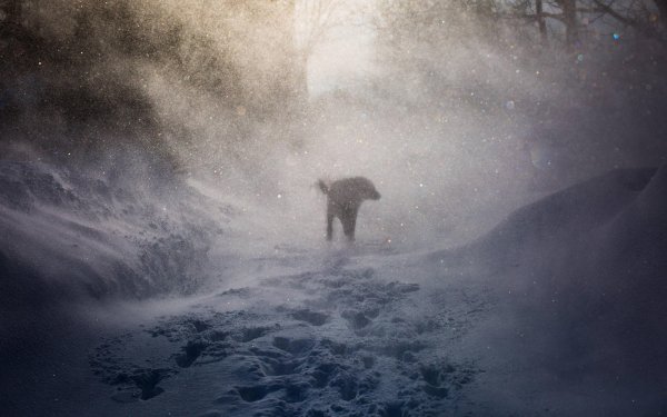 Снежная буря человек