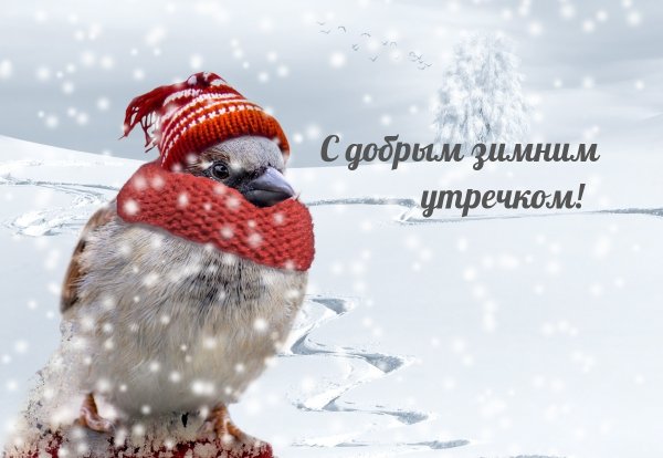 Птица в шапочке в снегу