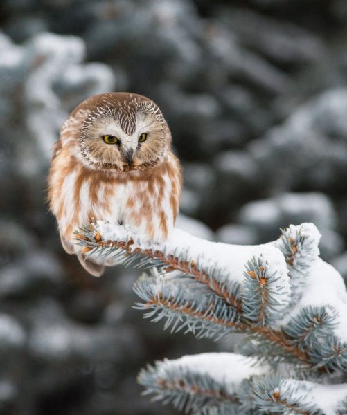 С добрым зимним утром прикольные