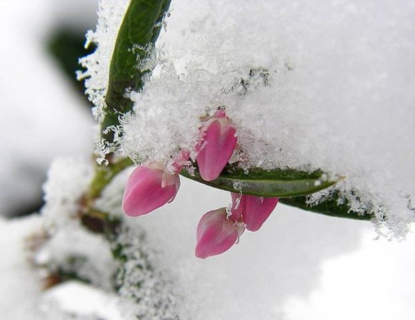 Доброе утро Снежная Весна
