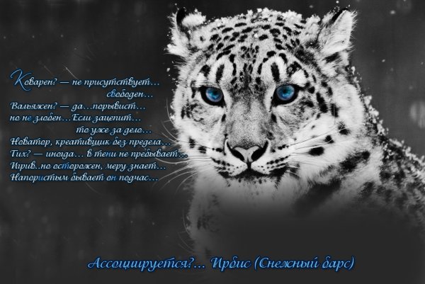 Стих про снежного Барса