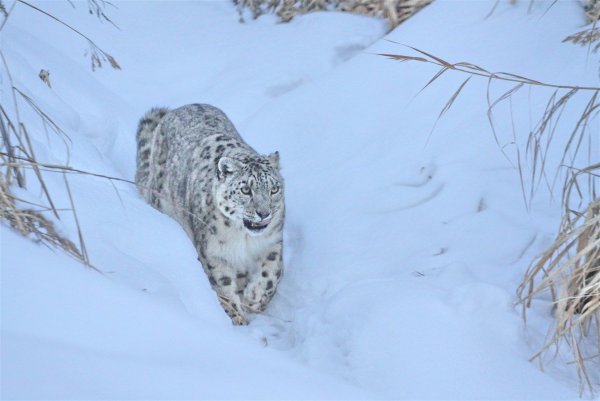 Киргизский снежный Барс