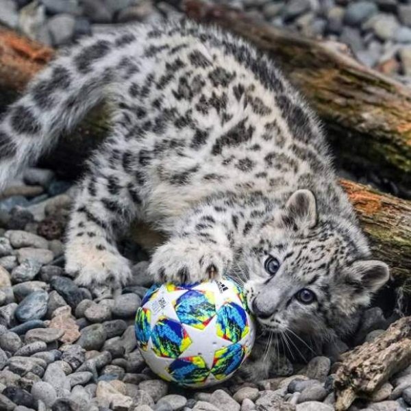 Грустный снежный Барс