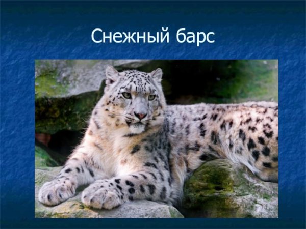 Информация о Снежном Барсе Ирбис