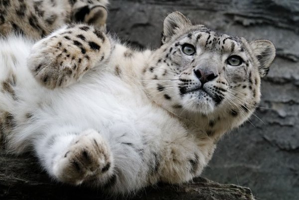 Снежный Барс