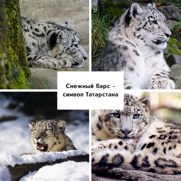 Снежный Барс в Татарстане