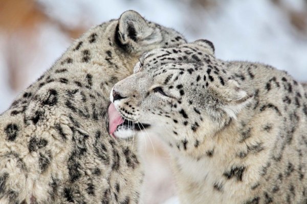 Ирбис самка