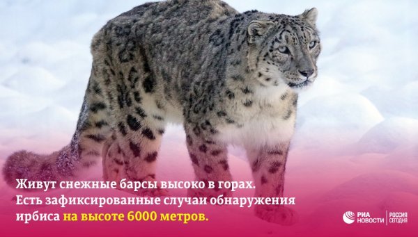 Снежный Барс красная книга Северной Осетии