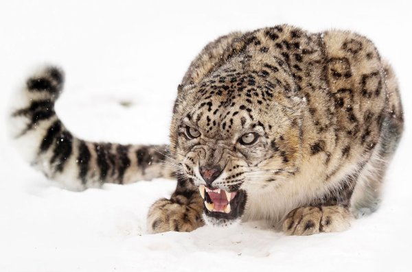 Лапки снежного Барса