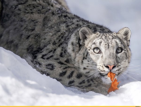 Снежный Барс и леопард