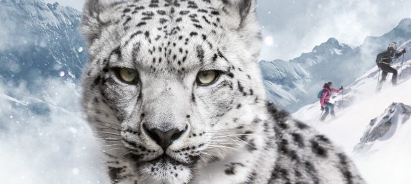 Снежный Барс Ирбис символ