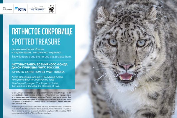 День снежного Барса в России