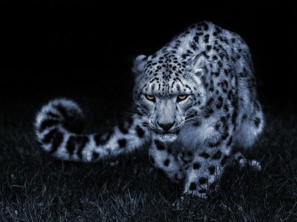 Снежный Барс 4к