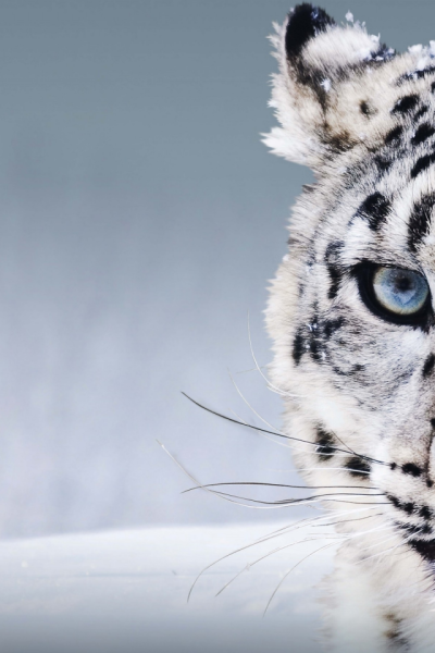 Снежный Барс голова