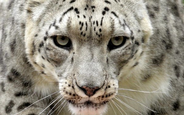 Irbis Snow Leopard
