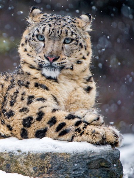 Барс и леопард