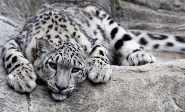 Убсунурская котловина снежный Барс