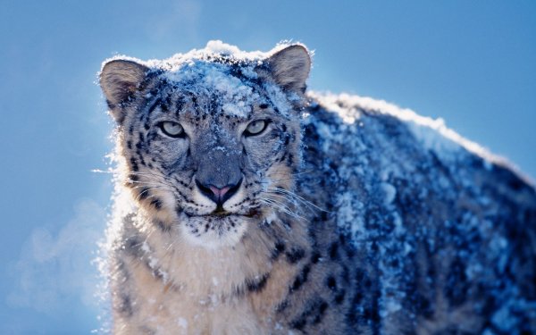 Обои Mac os Snow Leopard