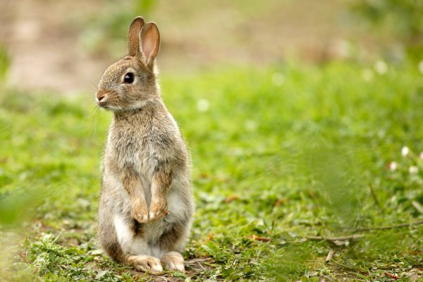 20. Дикий кролик Oryctolagus cuniculus