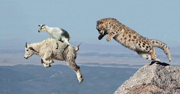 Ирбис снежный Барс охота